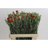 Dianthus Sp Pino