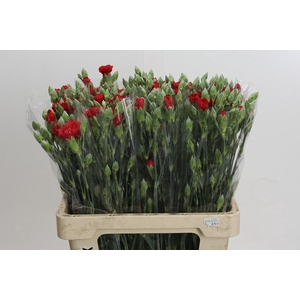 Dianthus Sp Pino