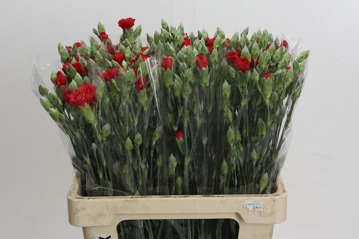 <h4>Dianthus Sp Pino</h4>