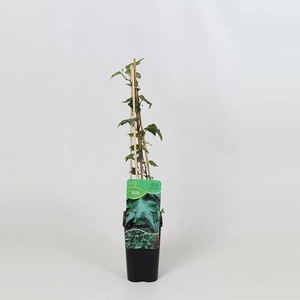 Hedera helix Green Ripple