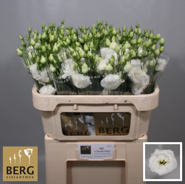 <h4>Lisianthus Alissa Pure White</h4>