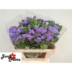 AGER H BLUE HORIZON