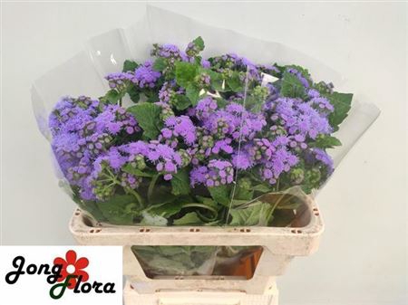 AGER H BLUE HORIZON