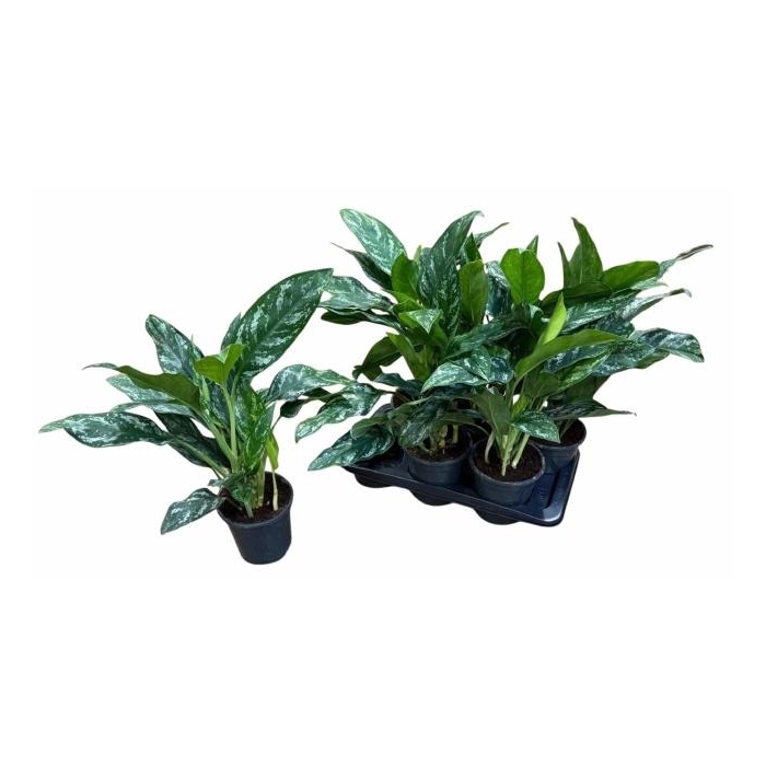 <h4>AGLAO OV</h4>