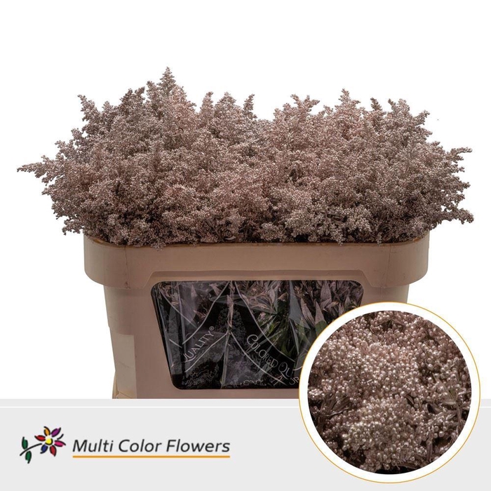 Solidago colored CHAMPAGNE