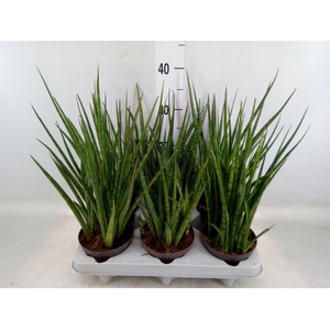 Sansevieria   ...