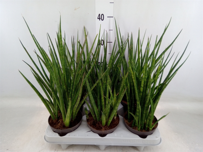 <h4>Sansevieria   ...</h4>