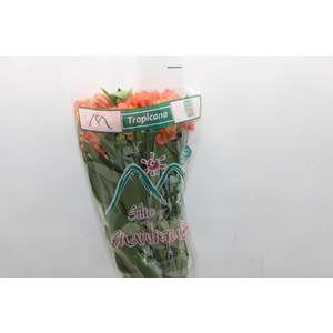ALSTROEMERIA TROPICANA 080 CM