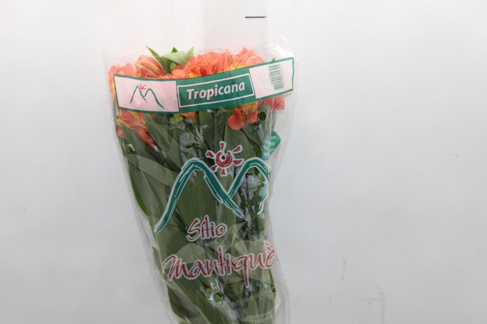 <h4>ALSTROEMERIA TROPICANA 080 CM</h4>