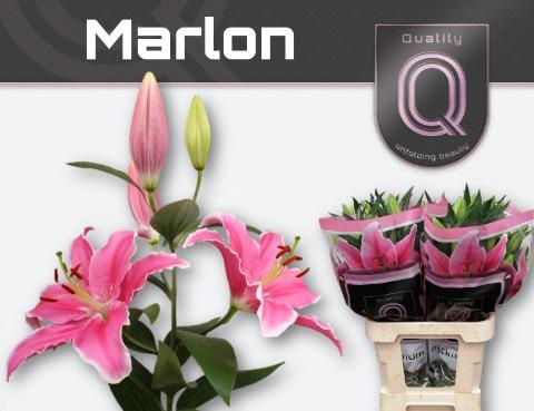 <h4>LI OR MARLON 4+</h4>