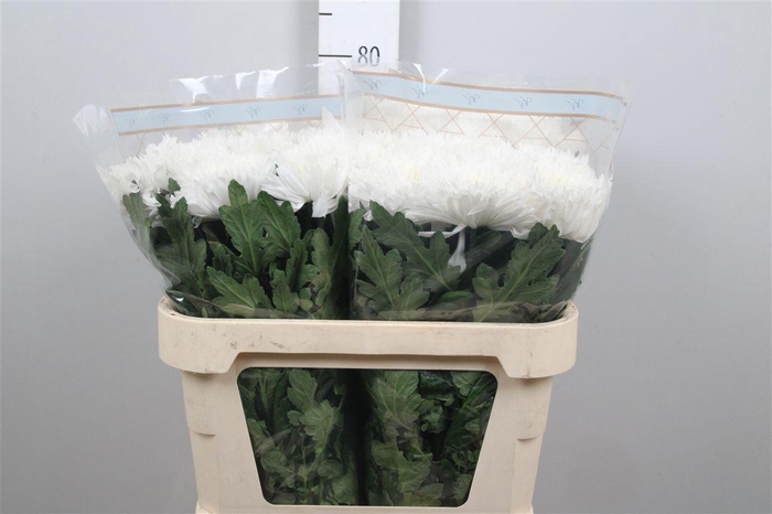 <h4>Chr G Undercover</h4>