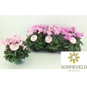 CYCL KL PETIT MOULIN