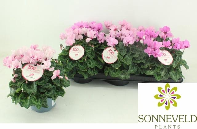 <h4>CYCL KL PETIT MOULIN</h4>