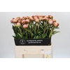 Paeonia Albert Crousse