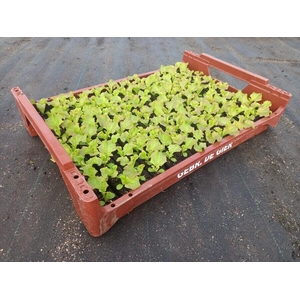 de Gier Groenteplanten 011 Bladgewas Lollo Rossa - 140 planten