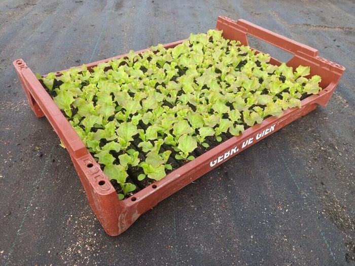 <h4>de Gier Groenteplanten 011 Bladgewas Lollo Rossa - 140 planten</h4>