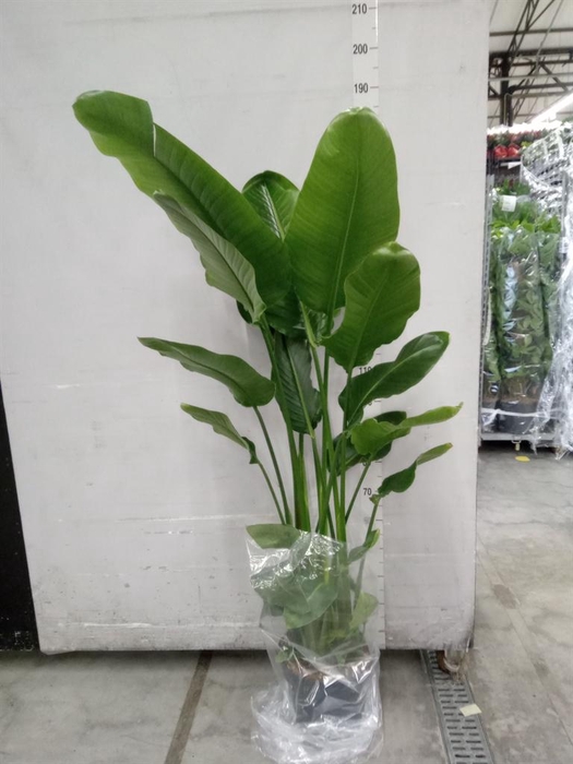 <h4>Strelitzia nicolai</h4>