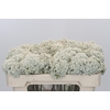 Ozothamnus Booming White