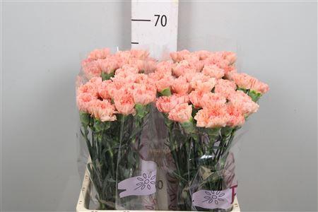 <h4>Di St Peach Wonder</h4>