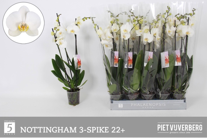 <h4>Phal An Nottingham</h4>