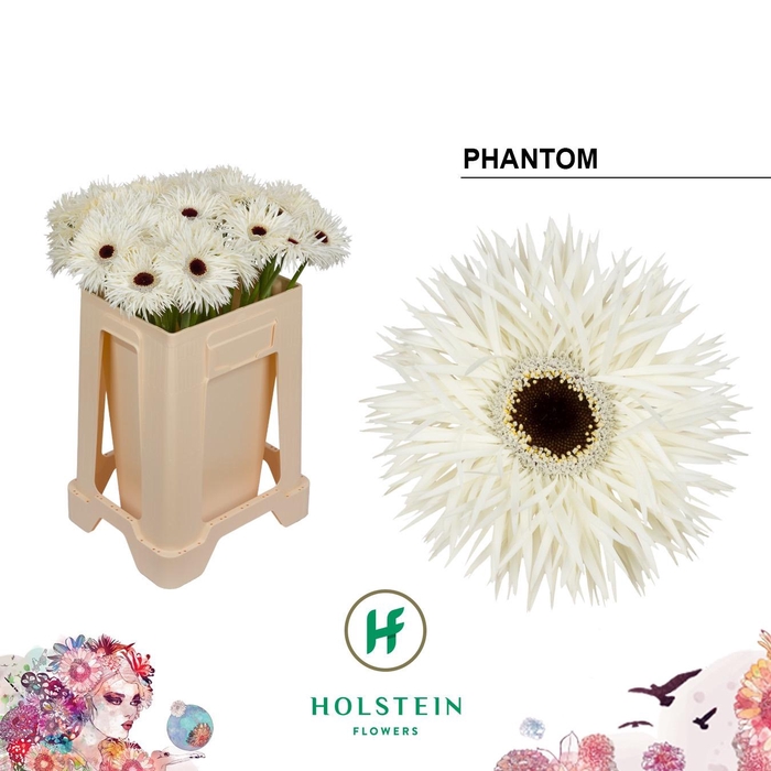 <h4>GE GS GERSP PHANTOM</h4>