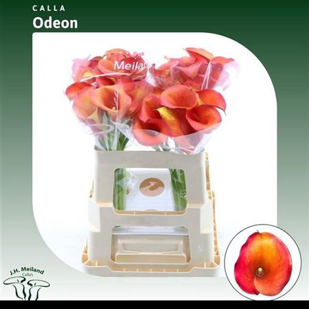 <h4>Zant Capt Odeon</h4>