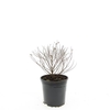 Spiraea japonica Little Princess