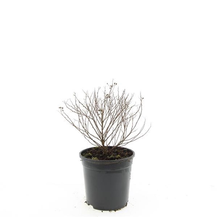 Spiraea japonica Little Princess