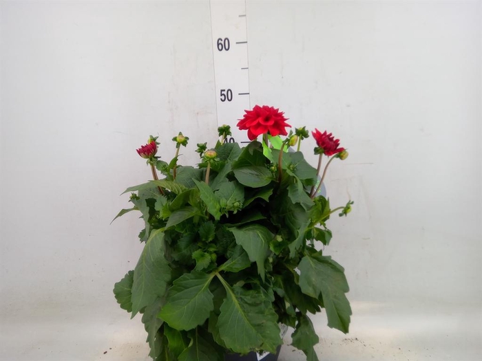 <h4>Dahlia DE 'XXL Aztec'   ...patio</h4>