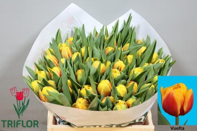 <h4>TU DU VUELTA</h4>