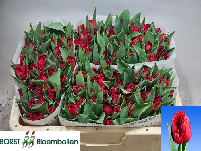 <h4>TU FR INDIANA</h4>