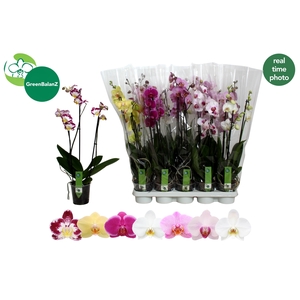 PHAL GEM 7 KL