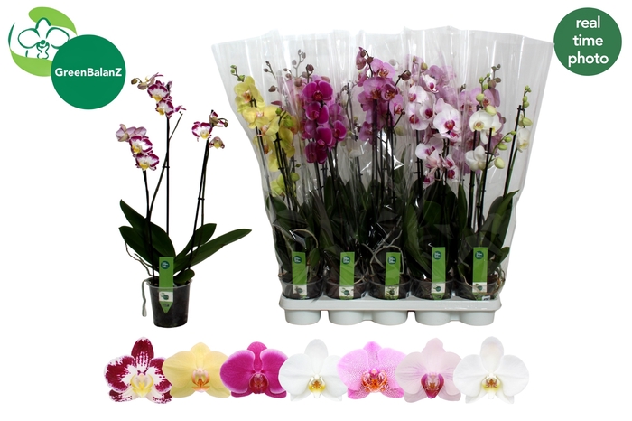 <h4>PHAL GEM 7 KL</h4>