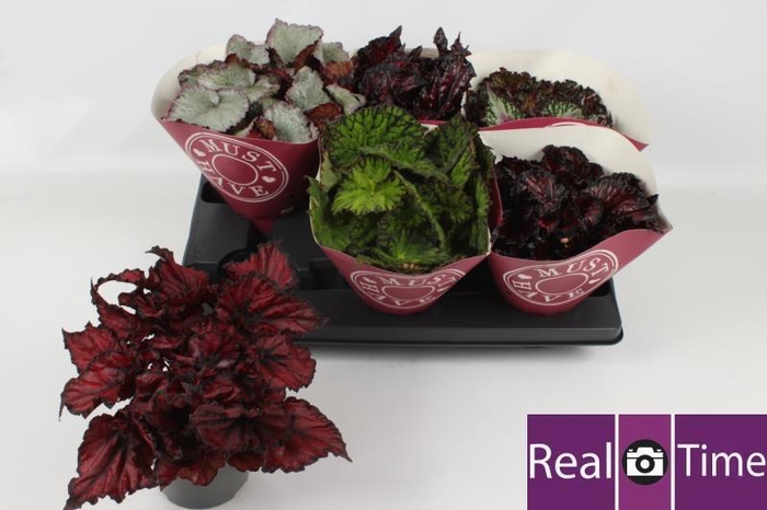 <h4>BEG BEL GEM</h4>