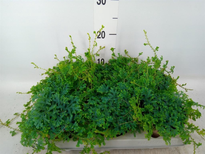 <h4>Selaginella uncinata 'Peacock'</h4>