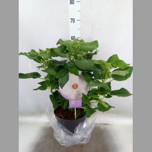 Hibiscus mosch. 'Guido White Eye'
