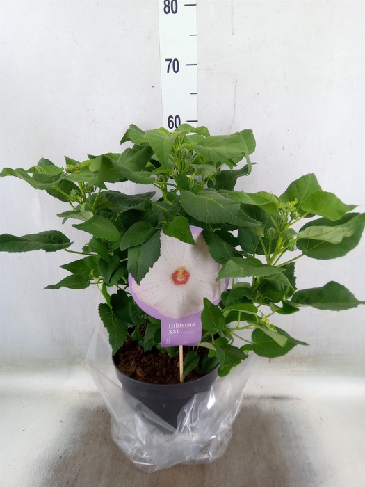 <h4>Hibiscus mosch. 'Guido White Eye'</h4>