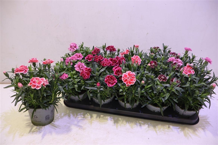 <h4>arr8 Dian Osc Gem</h4>