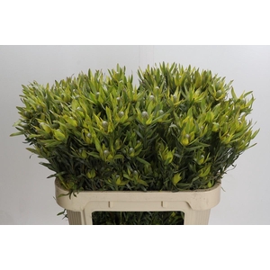Leucadendron Pisa Spray