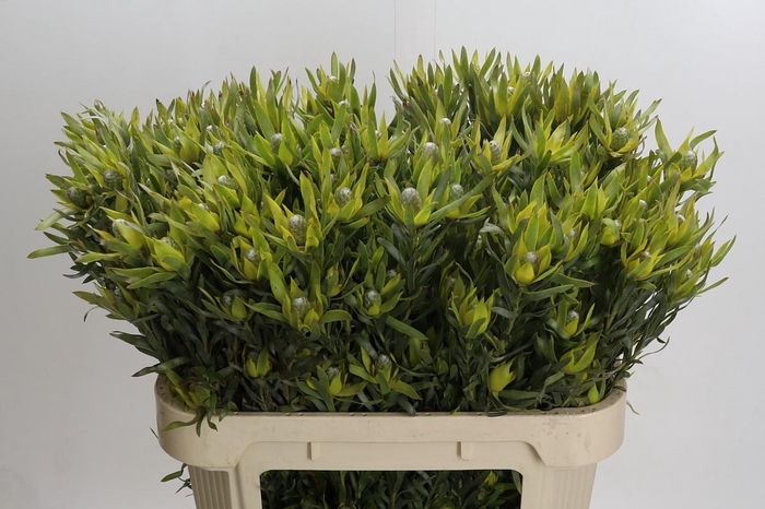 <h4>Leucadendron Pisa Spray</h4>