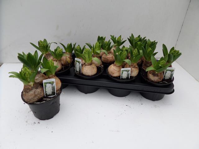 <h4>HYACIN WHITE PEARL</h4>