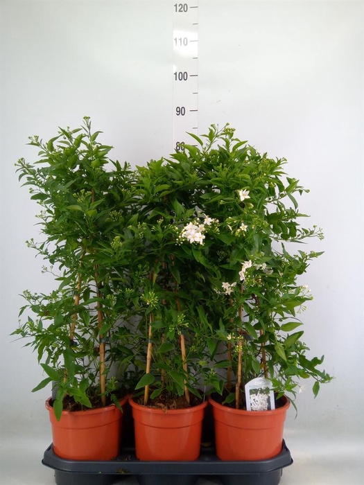 <h4>Solanum jasminoides</h4>