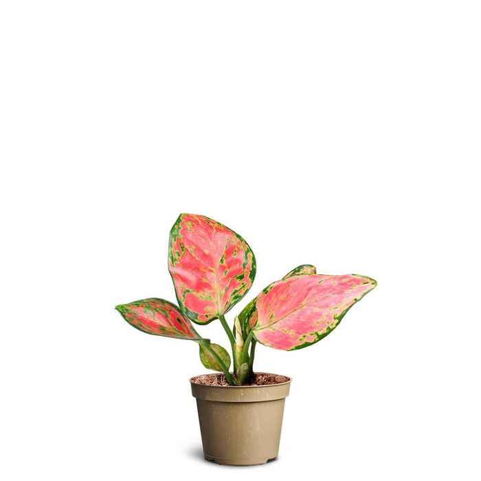 <h4>AGLAONEMA COMMUTATUM p6</h4>