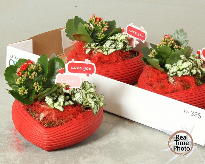 <h4>ARR KAMERPL</h4>