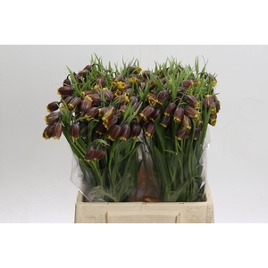 Fritillaria Uva-vulpis