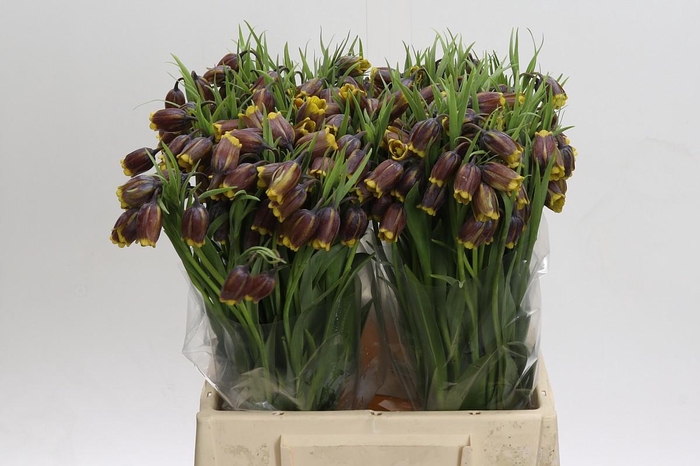 <h4>Fritillaria uva-vulpis</h4>