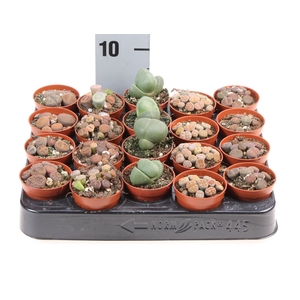 Lithops spp.