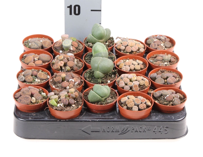 <h4>Lithops spp.</h4>