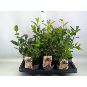 Laurus nobilis