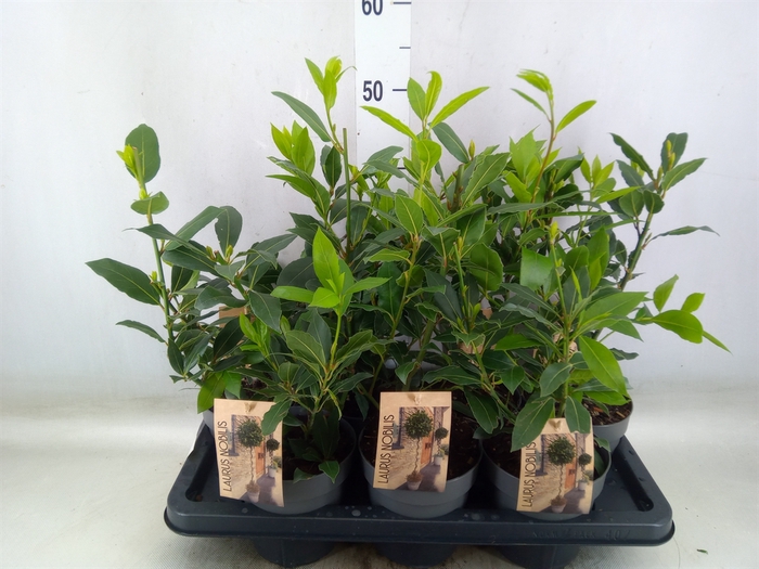 <h4>Laurus nobilis</h4>